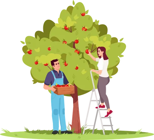 Collecting Apples Semi Flat RGB Color Vector Illustration Local Production Of Eco Harvest Garden Plant For Agriculture Business Farmers Isolated Cartoon Characters On White Background Illustration