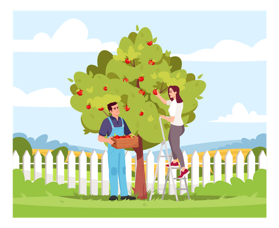 Collecting apple crop Illustration