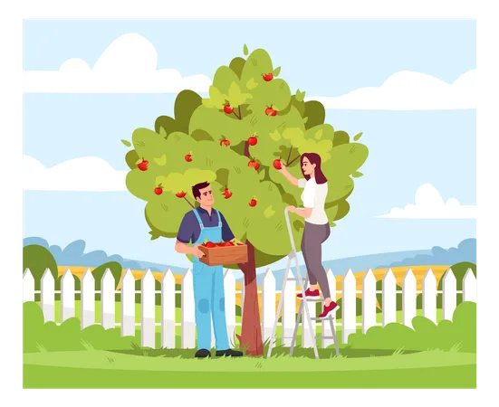Collecting Apple Crop Semi Flat Vector Illustration Local Production Of Eco Harvest Garden Plant For Agriculture Business Couple Of Farmers 2 D Cartoon Characters For Commercial Use Illustration