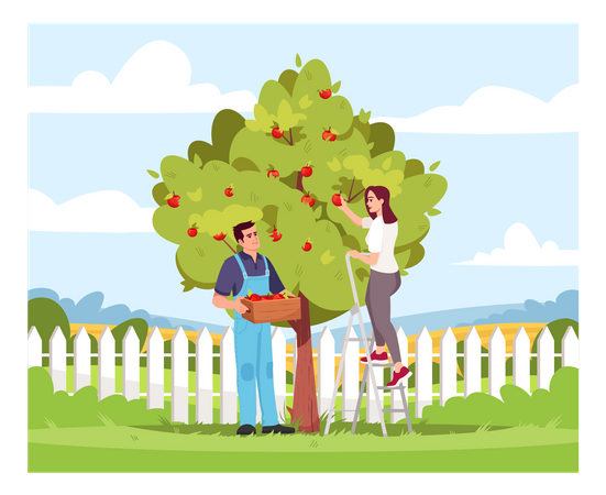 Collecting apple crop  Illustration