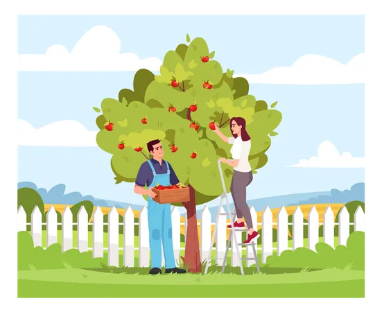 Collecting apple crop  Illustration