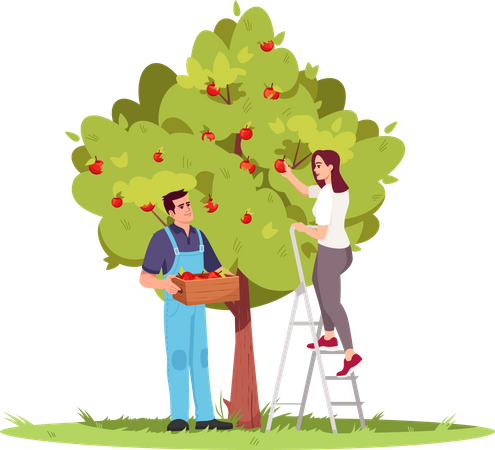 Collecting apple crop  Illustration