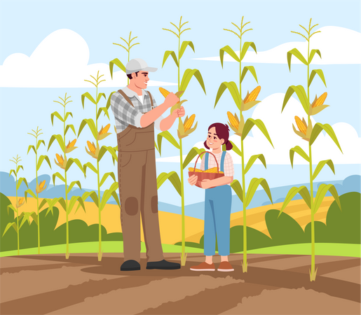 Collecting corn harvest  Illustration