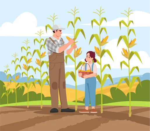 Collecting corn harvest  Illustration