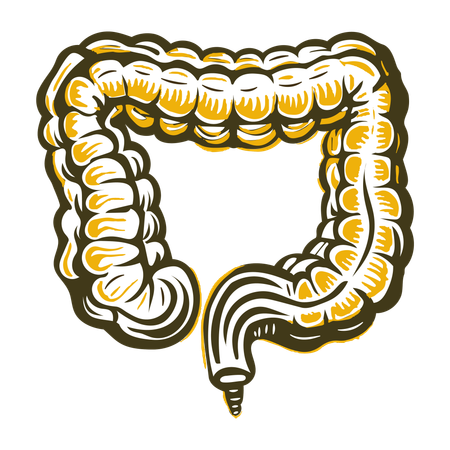 Colon  Illustration