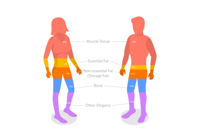 Composição do corpo humano  Ilustração