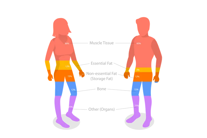 Ilustracao Conceitual De Vetor Plano Isometrico 3 D Da Composicao Do Corpo Humano Diagrama Educacional Ilustração