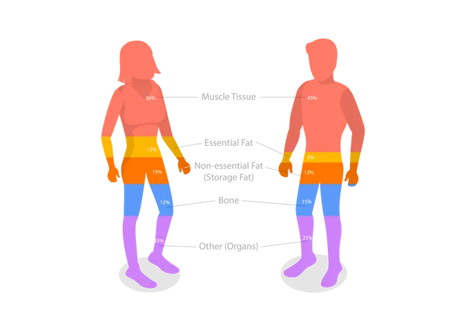 Composición del cuerpo humano  Ilustración