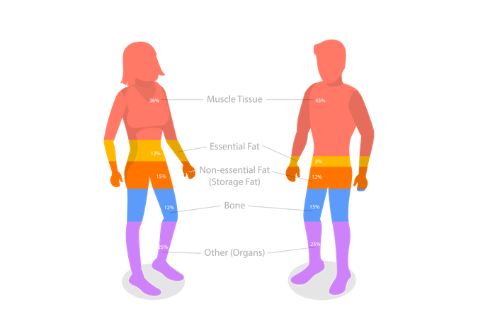 Composition Of Human Body  Illustration