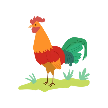 Coq  Illustration