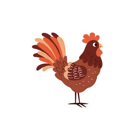 Coq oiseau  Illustration