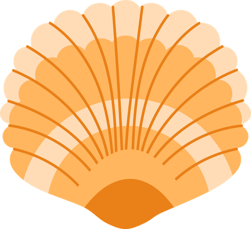 Coquille  Illustration