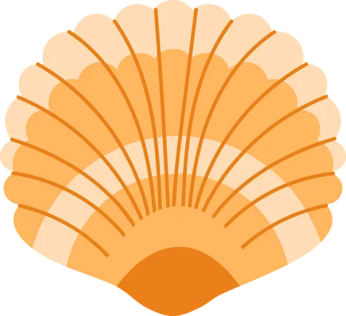 Coquille  Illustration