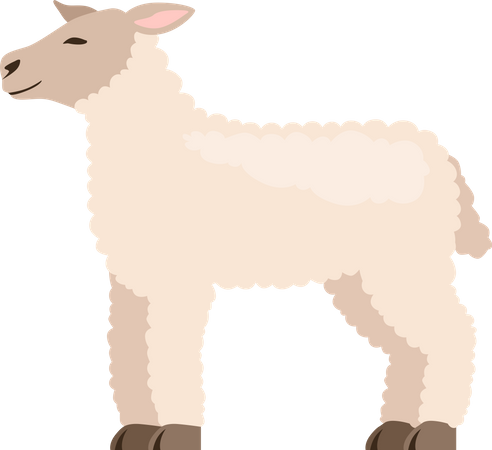 Cordeiro  Ilustração