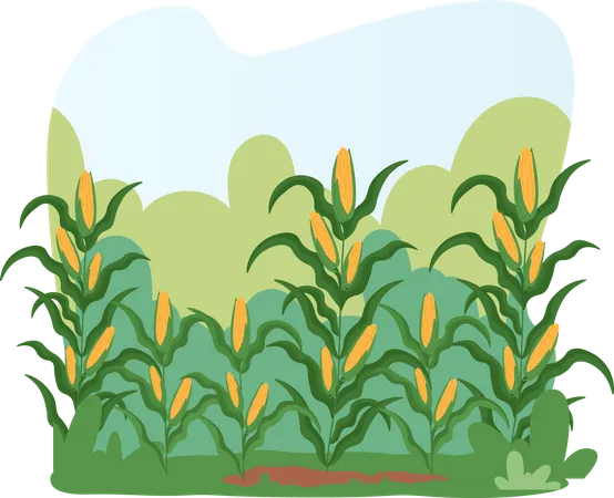 Corn Field Landscape Illustration