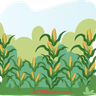 illustration corn field