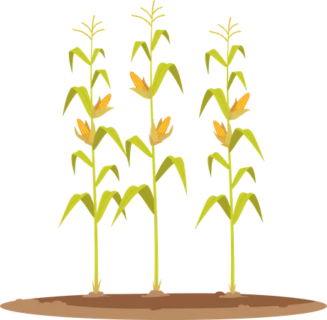 Corn Grain Crop  Illustration