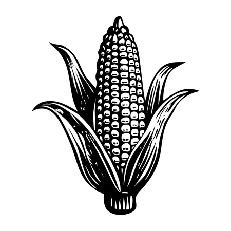Corn  Illustration