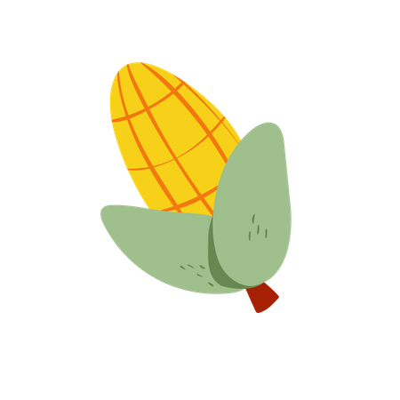 Corn  Illustration