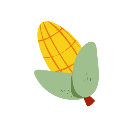 Corn  Illustration