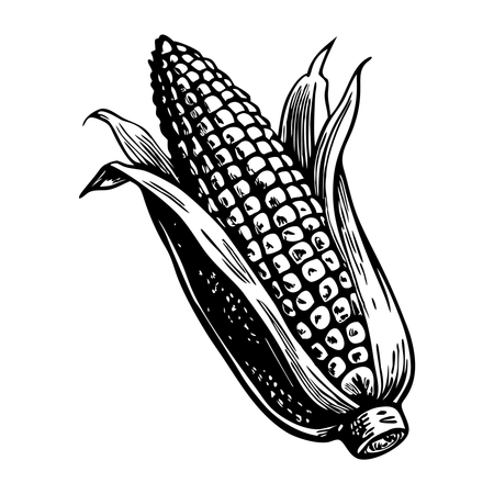Corn  Illustration