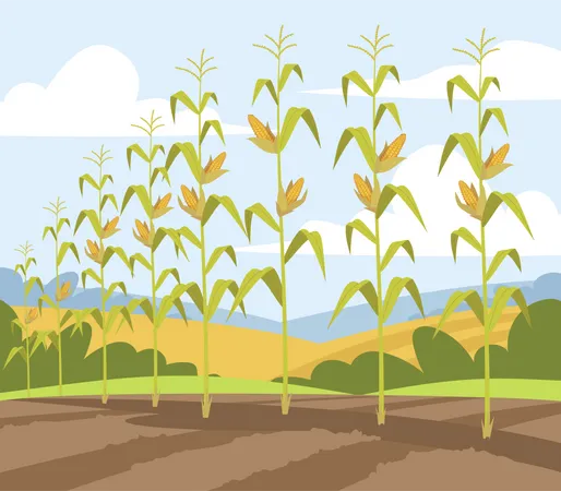 Cornfield  Illustration