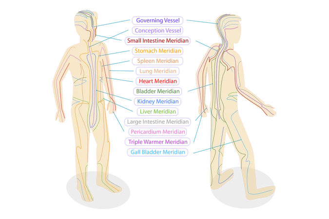 Méridiens du corps  Illustration