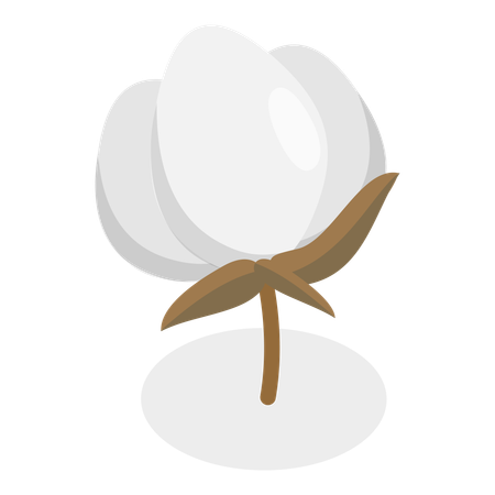 Cotton Flower  Illustration