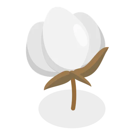 Cotton Flower  Illustration