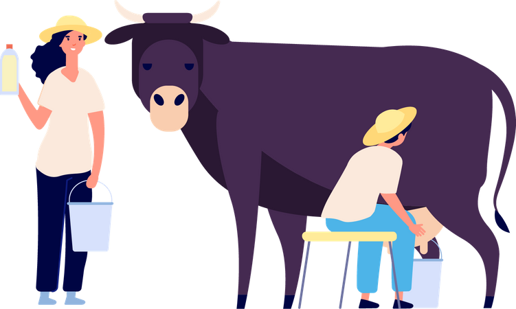 Couple collecting fresh milk in bottle  Illustration