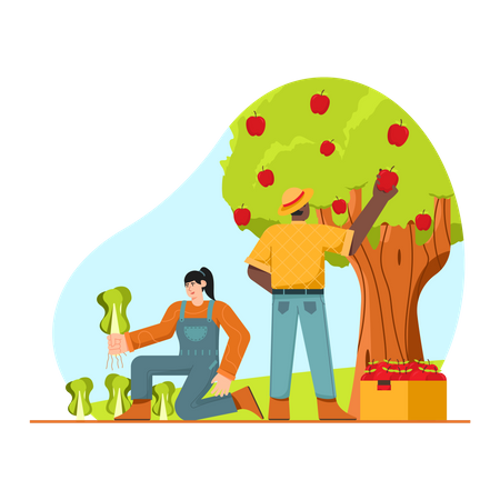 Couple Harvesting apple Illustration