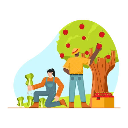 Couple Harvesting apple  Illustration