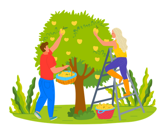 Couple harvesting apple from farm  Illustration