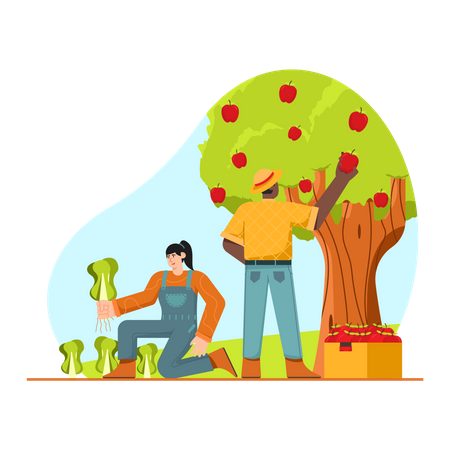 Couple Harvesting apple  Illustration