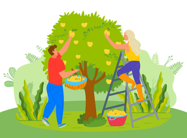 Couple is plucking fruits from tree  Illustration