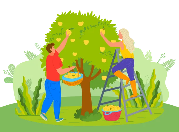 Couple is plucking fruits from tree  일러스트레이션