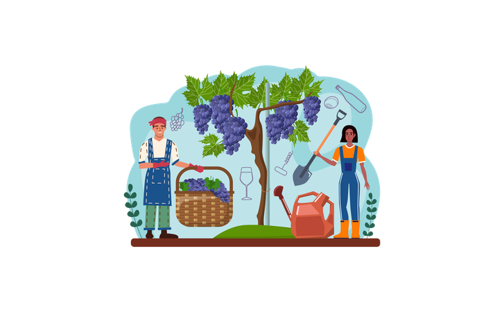 Couple making grape wine  Illustration