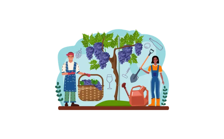 Couple making grape wine  Illustration