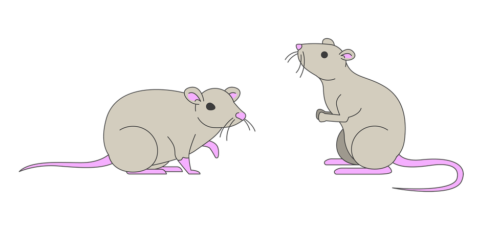 Couple of cute domesticated rats  Illustration