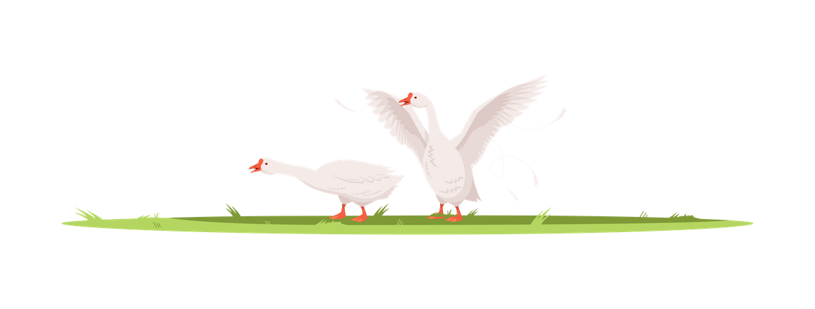 Couple Of Geese Illustration