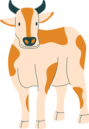Cow  Illustration