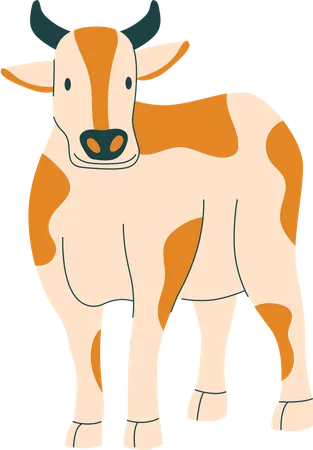 Cow  Illustration