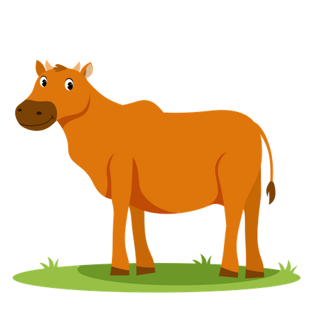 Cow  Illustration