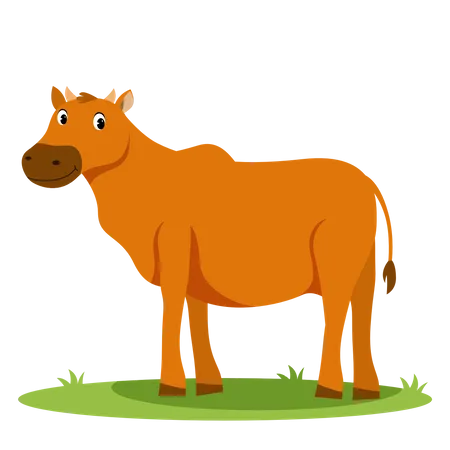 Cow  Illustration