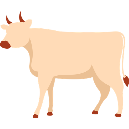 Cow  Illustration