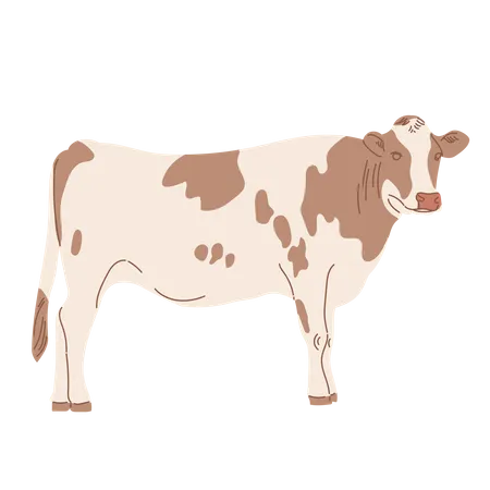 Cow  Illustration