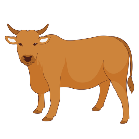 Cow  Illustration