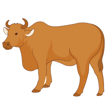 Cow  Illustration