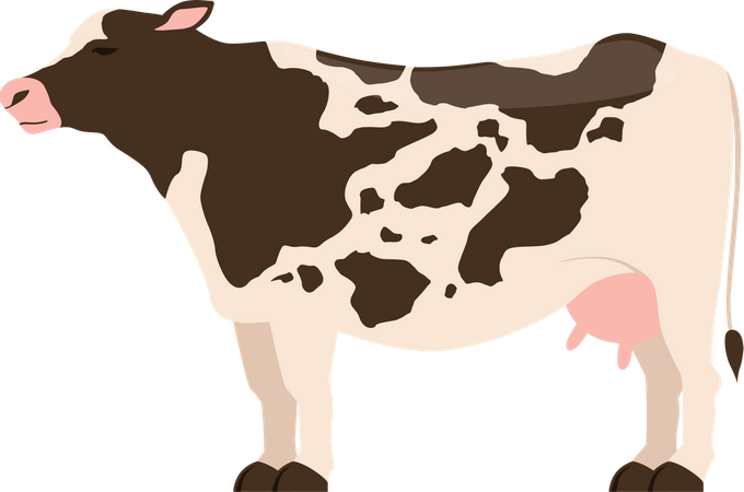 Cow  Illustration