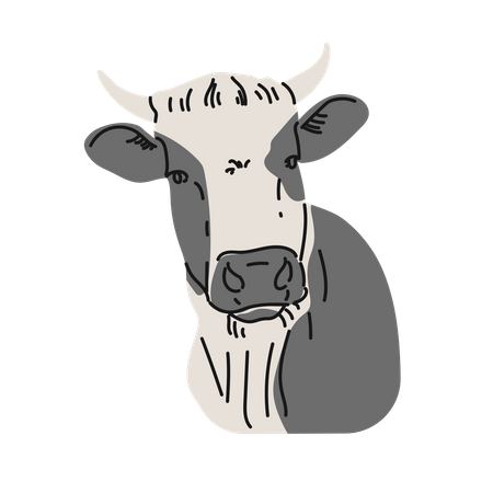 Cow  Illustration